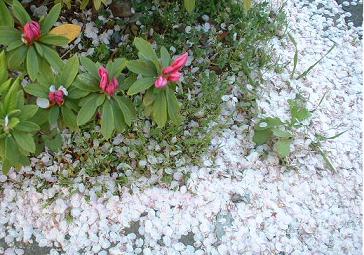 20090409a つつじつぼみ