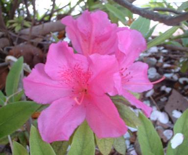 20090409b つつじ
