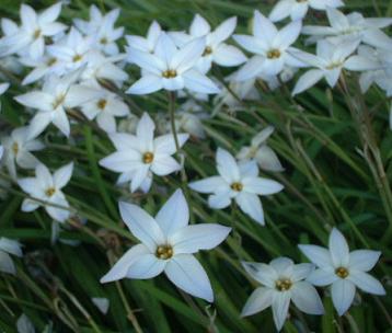 20090409c 白い花