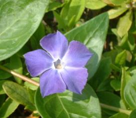 20090417b 蔓日日草
