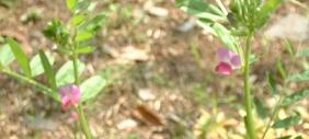 20090417c 雀野豌豆
