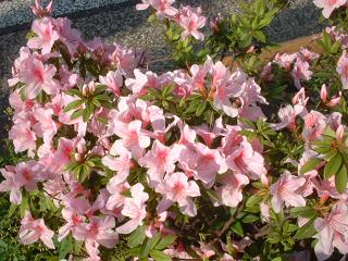20090424a つつじ