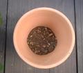 20090426d 植え替え