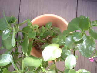 20090426e 植え替え