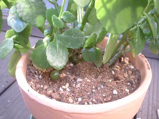 20090426f 植え替え