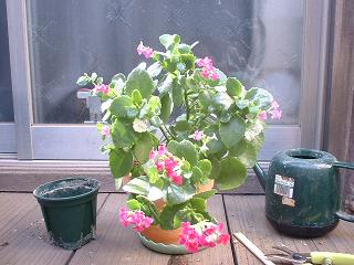 20090426g 植え替え
