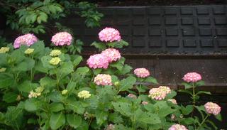 20090531a あじさい