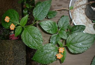 20090703a ランタナ