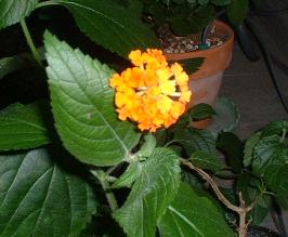 20090713b ランタナ