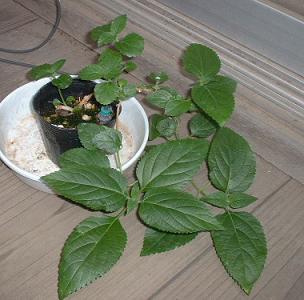 20090714a ランタナ