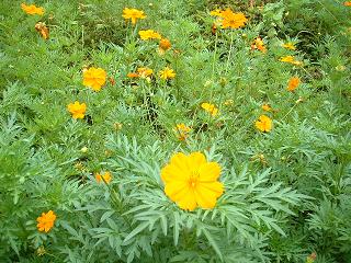 20090813b 黄花コスモス