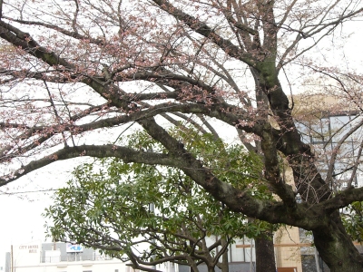 桜