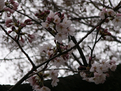桜拡大