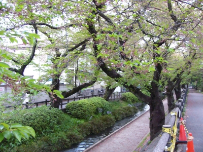 葉桜