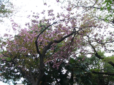 八重桜