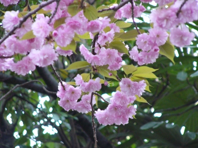 八重桜アップ