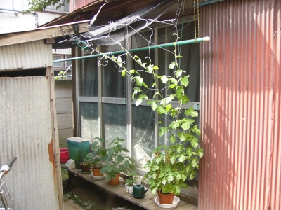 朝顔緑のカーテン全体