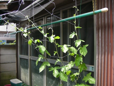 朝顔緑のカーテン拡大