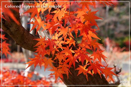 もみじの紅葉