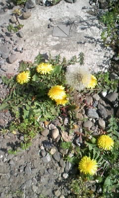 090411_092756.JPG