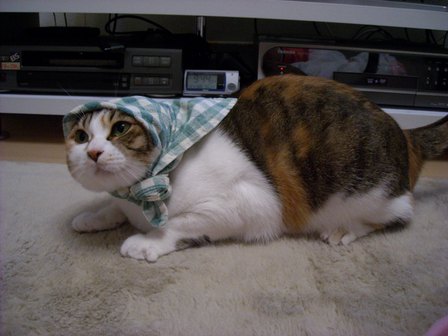 ごぶさたです