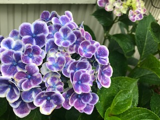 IMG_2211.jpg