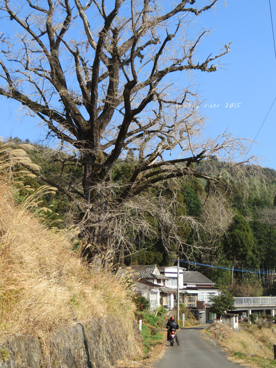 urayamaooita85.jpg