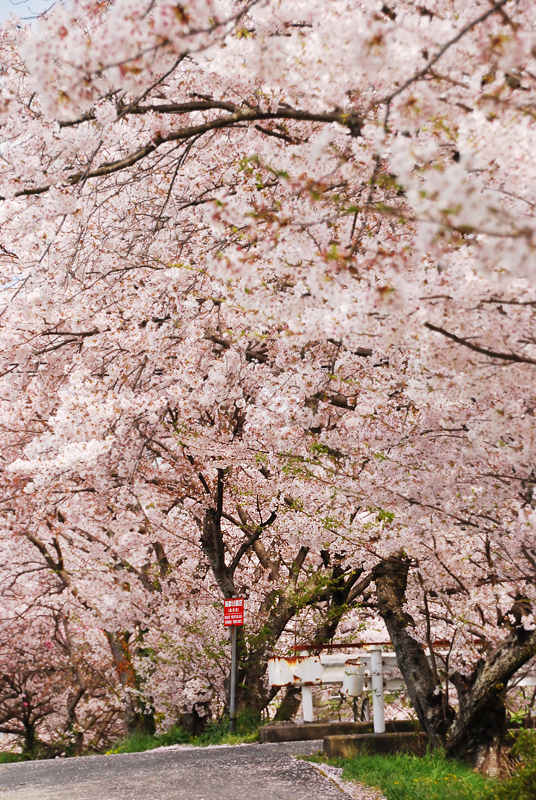 2015sakura7.jpg