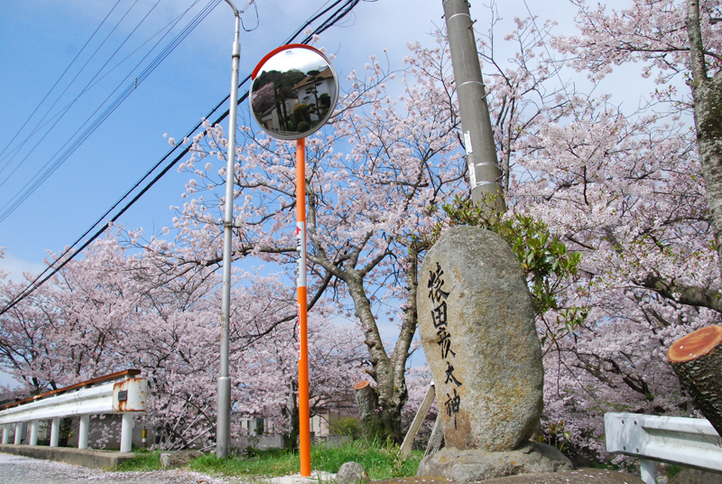 2015sakura8.jpg