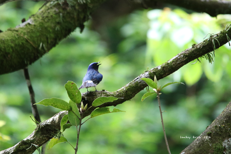 青い鳥 思い出シリーズ 幸せの青い鳥 | 旅・鳥・日常生活