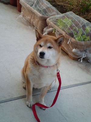 外犬気分