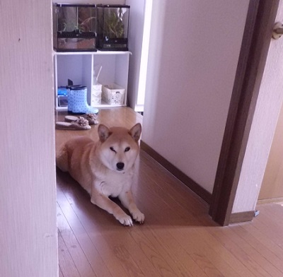 いつもの