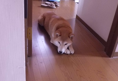 いつもの2