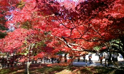 京都~000.JPG