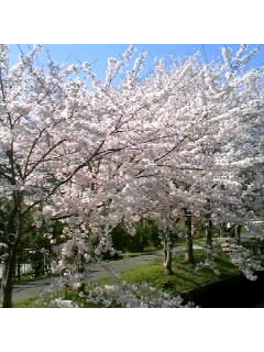 090410_150814桜.JPG