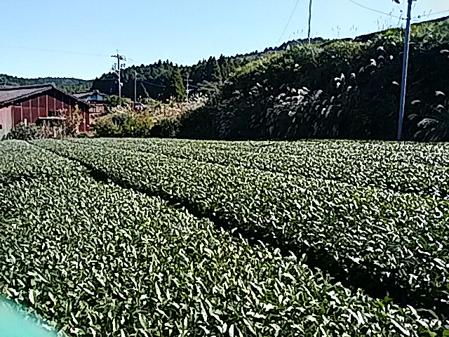 IMG_20151018_105230.jpg