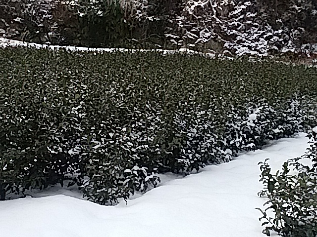 IMG_20160120_095645.jpg