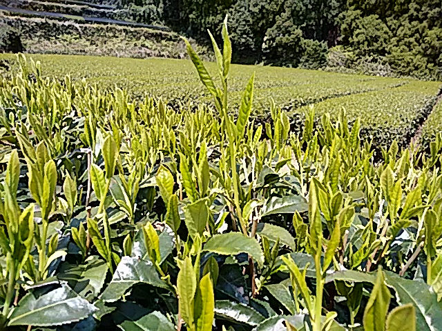 IMG_20160412_113155.jpg