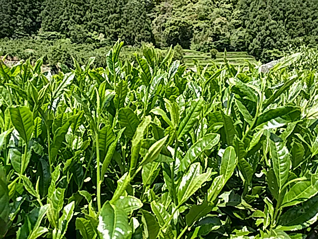 IMG_20160429_100654.jpg