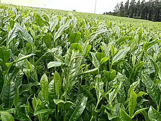 IMG_20160505_131959.jpg