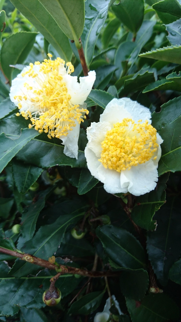 DSC_0182.JPG