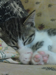 にゃんこ2