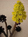 黒法師の花
