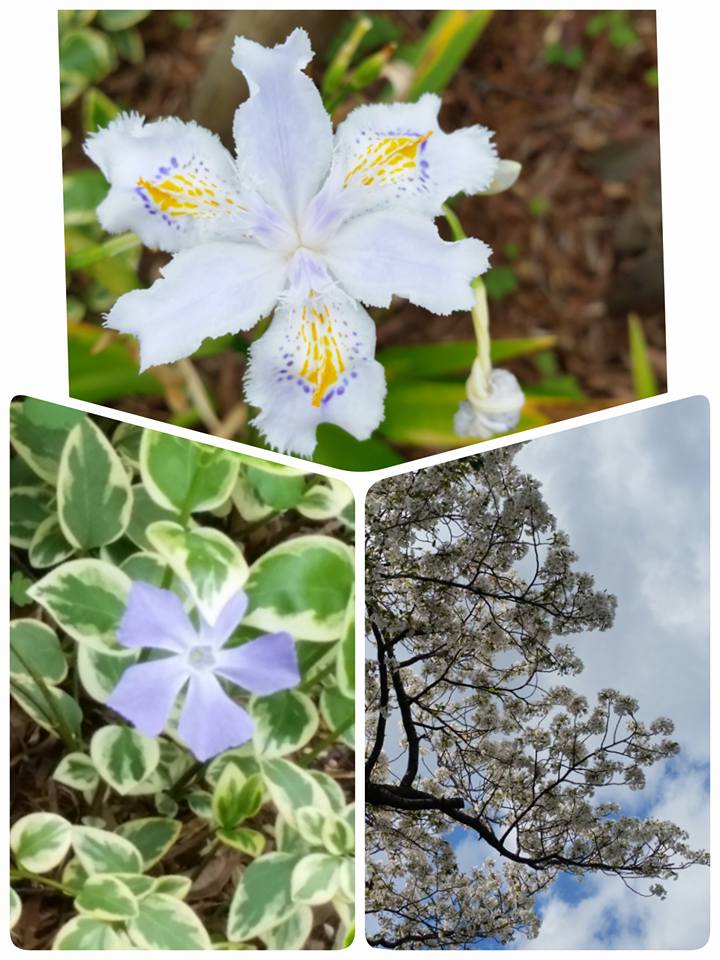 野に咲くお花