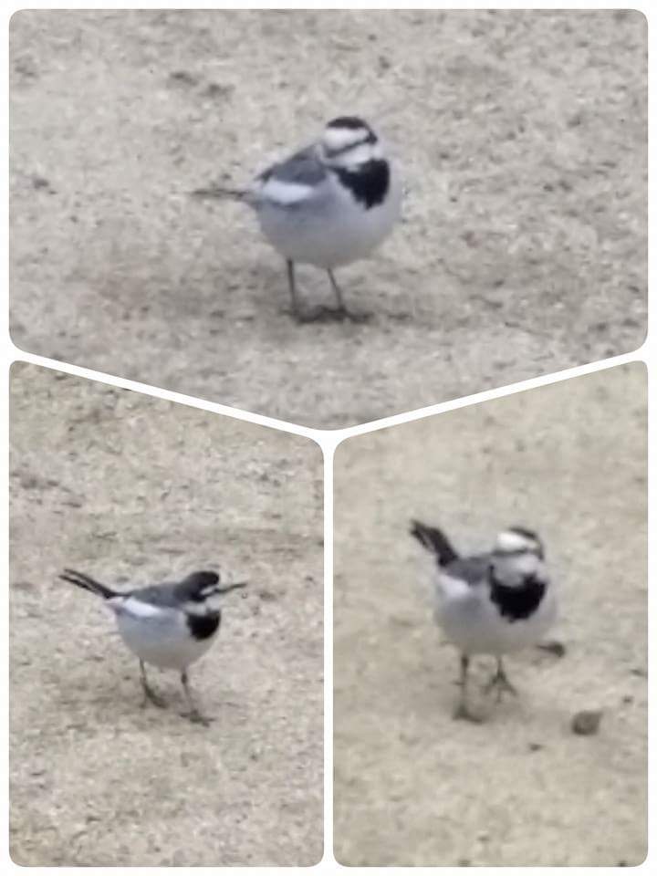 シジュウカラ