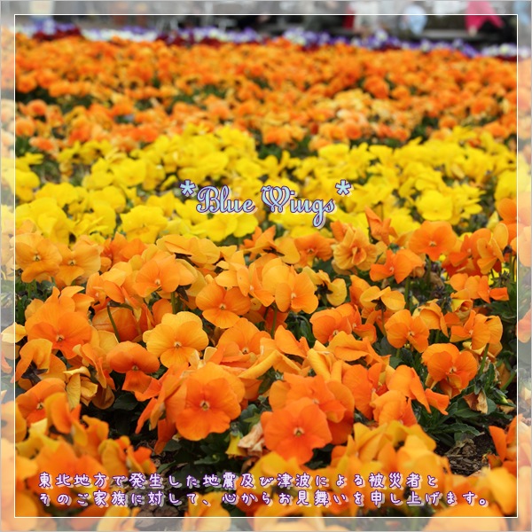 2011051301画像