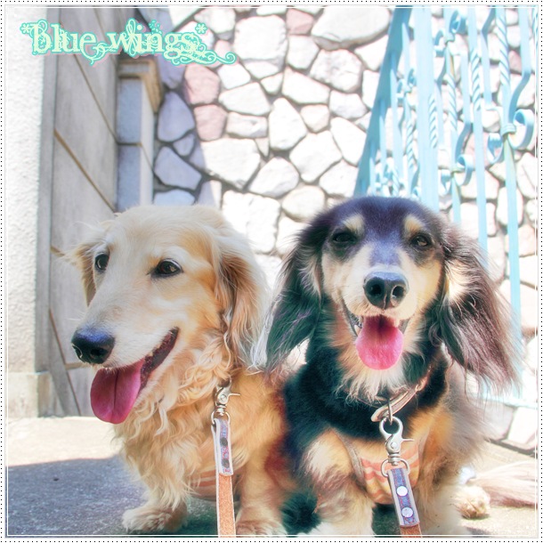 2011082009画像