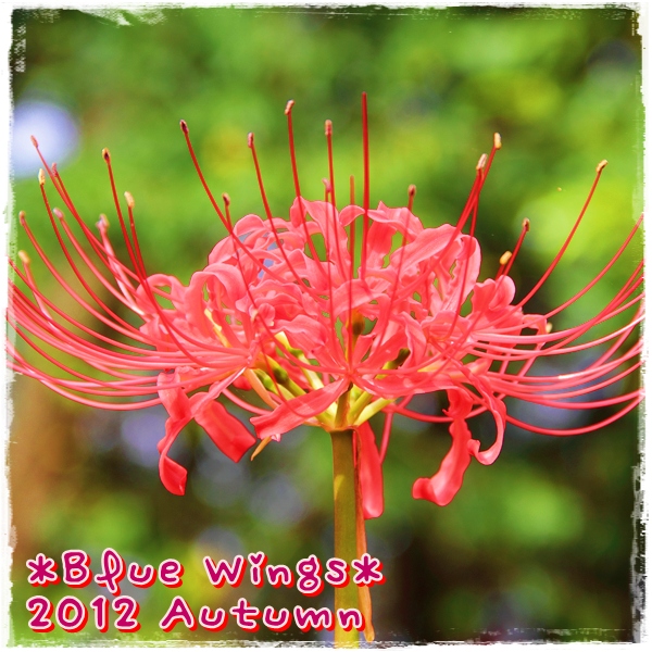 2012101002画像