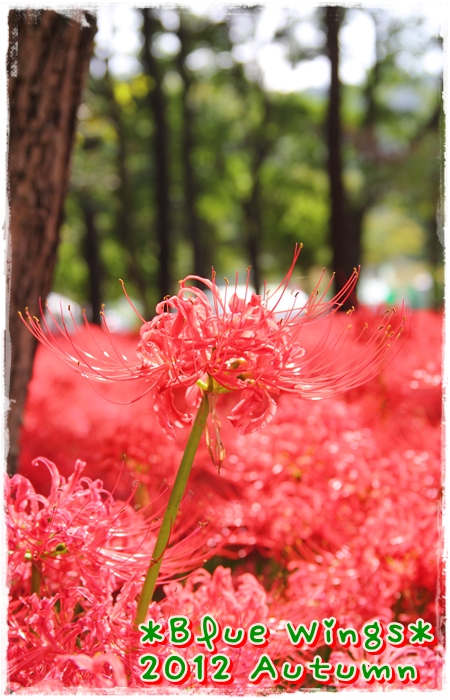 2012101007画像