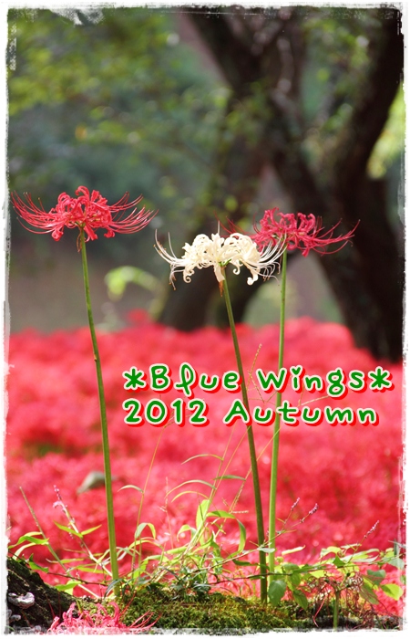 20121010016画像